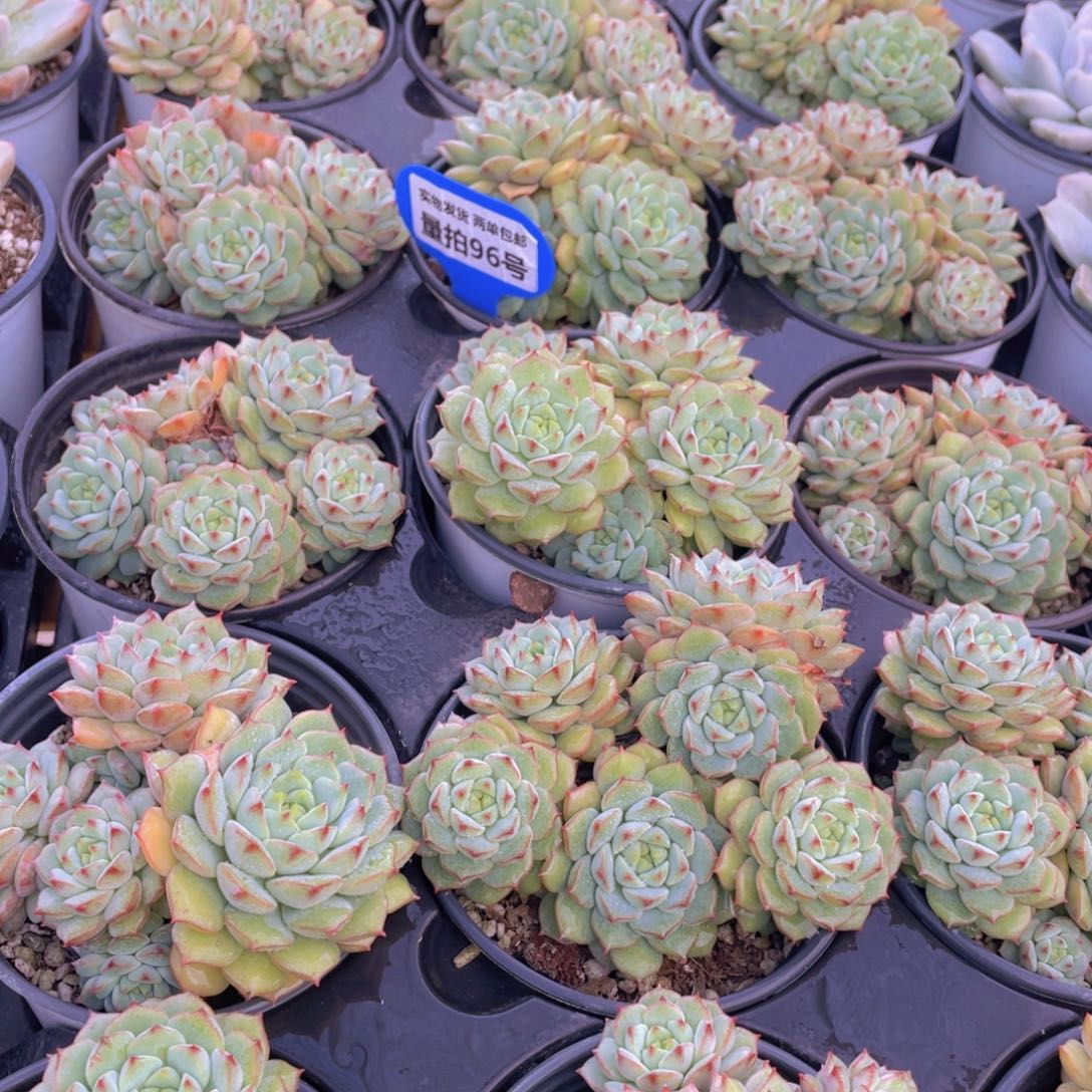 量拍96号 玫瑰莲大群生四头起一个