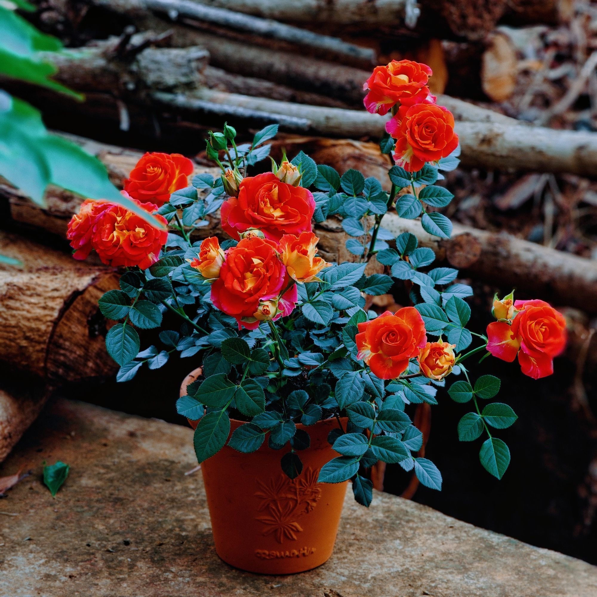 二乔月季花苗带花苞玫瑰大花盆栽庭院易养花卉