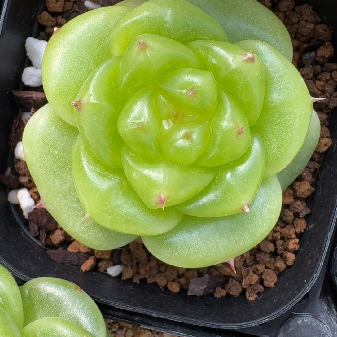 0909-27-宝拉单头一颗