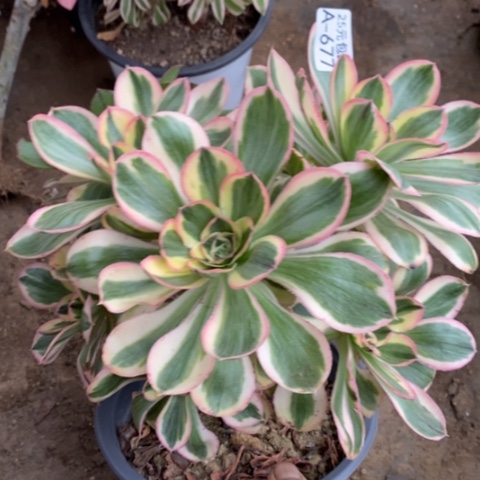 677燕姿锦满25包邮多肉