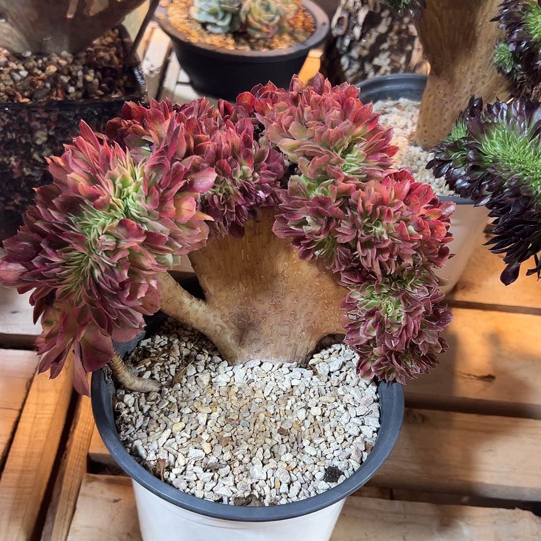 用***0倾城缀化老桩整版厚板