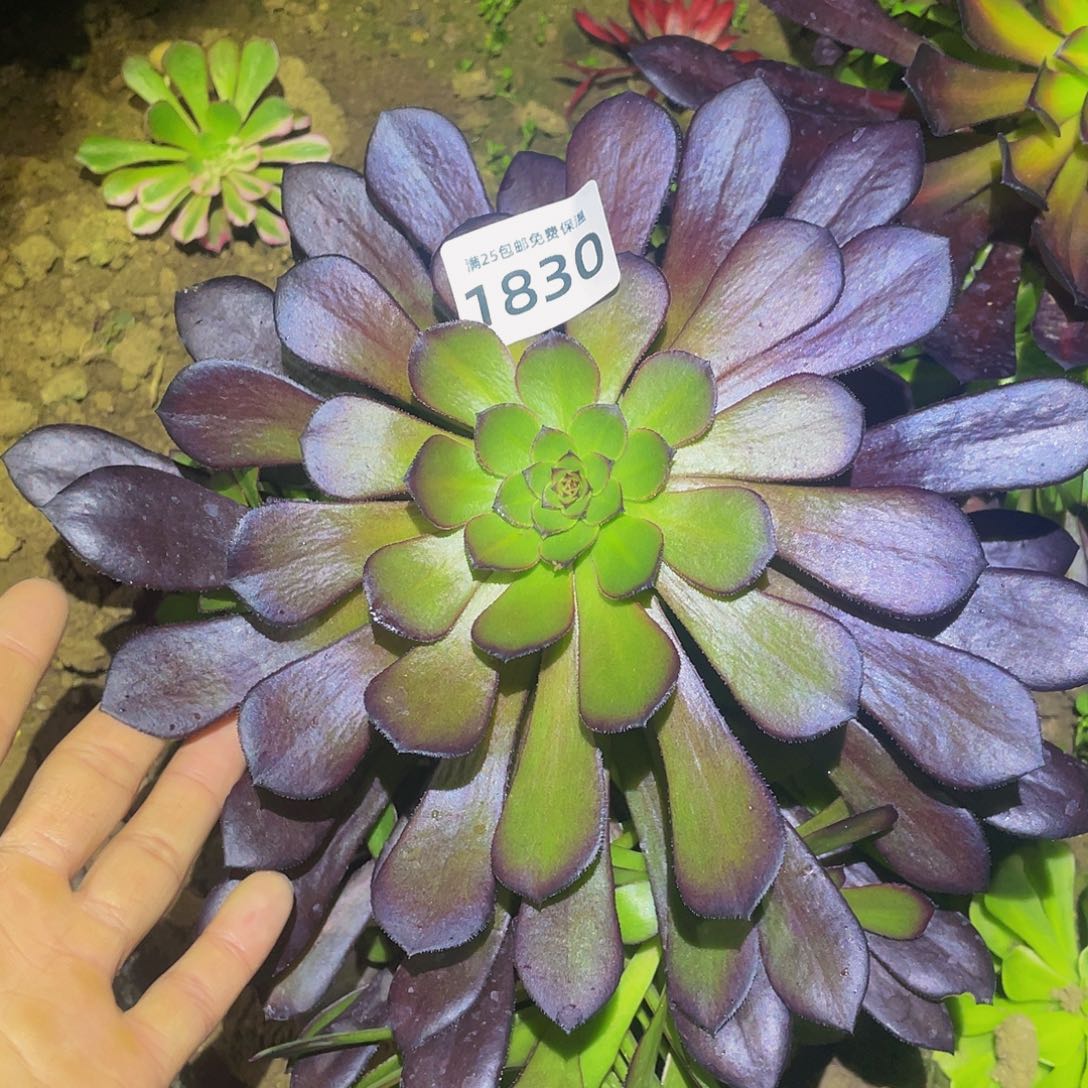 1830铜壶多肉植物