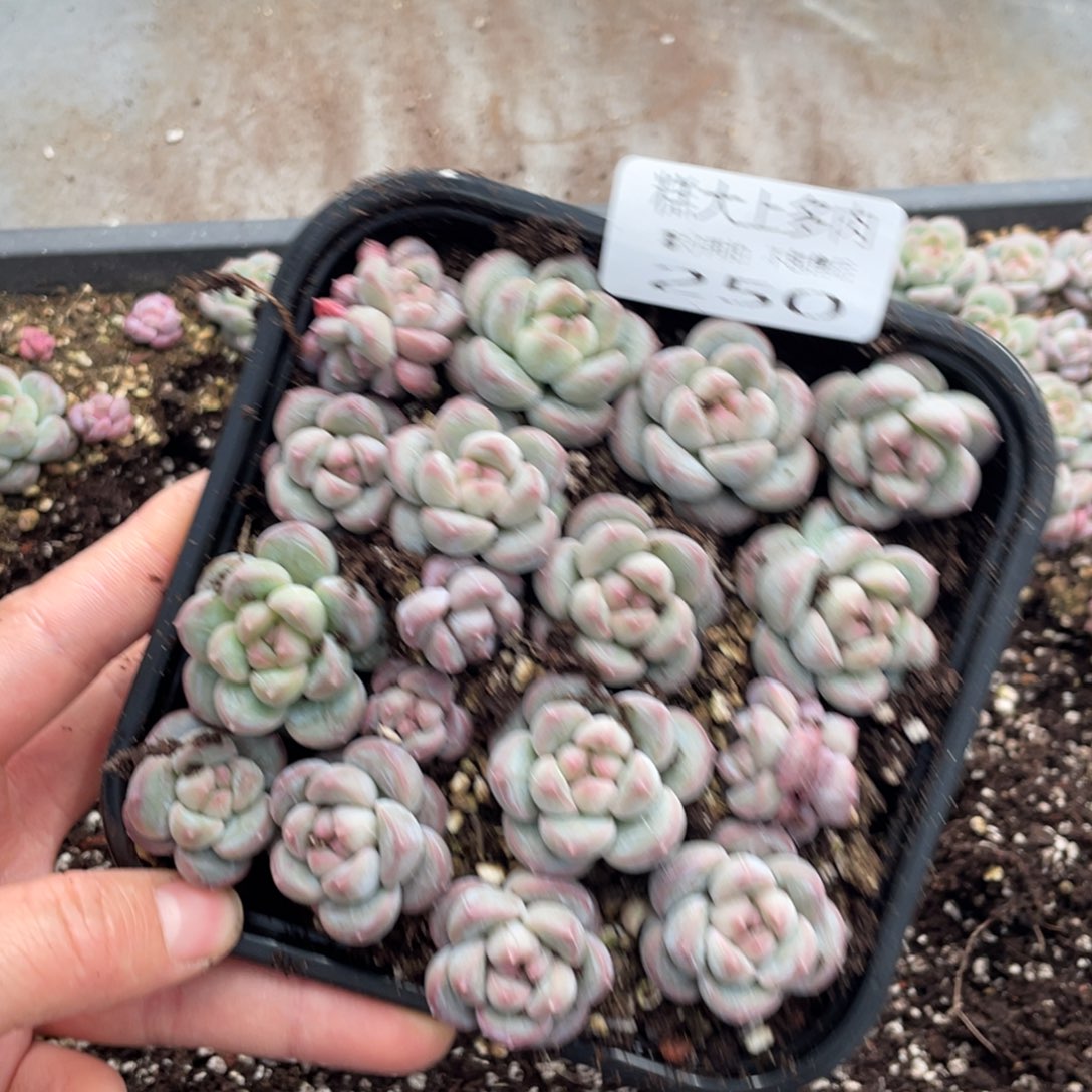 糕大上多肉植物250