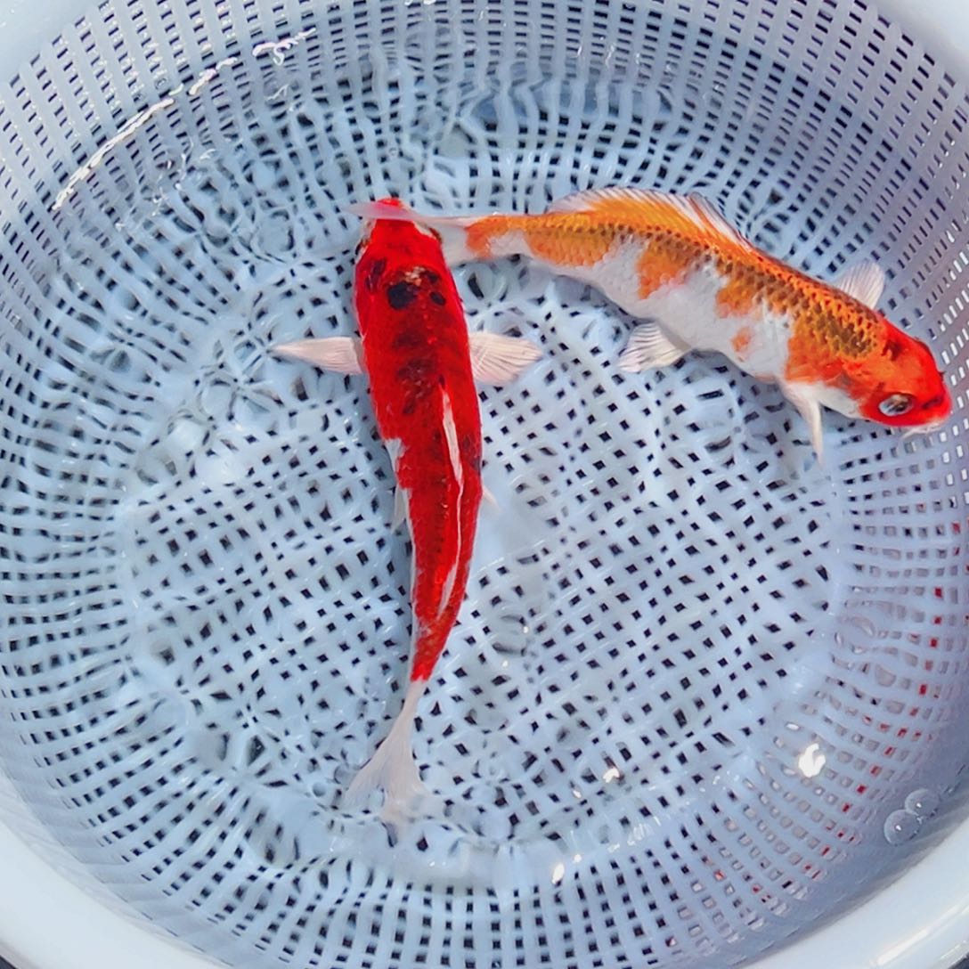 锦鲤锦鲤观赏鱼1111