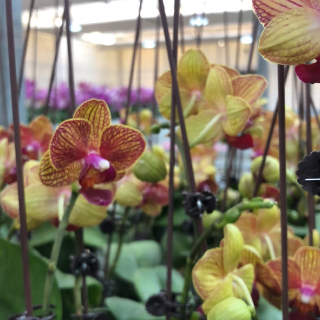 福喜 【小黄金甲】精品 蝴蝶兰发基地直发