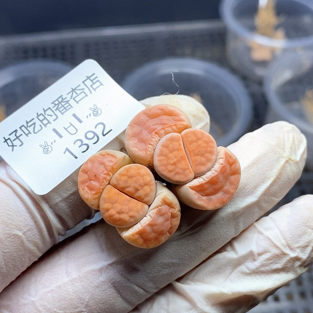 1392。零下拍保温。