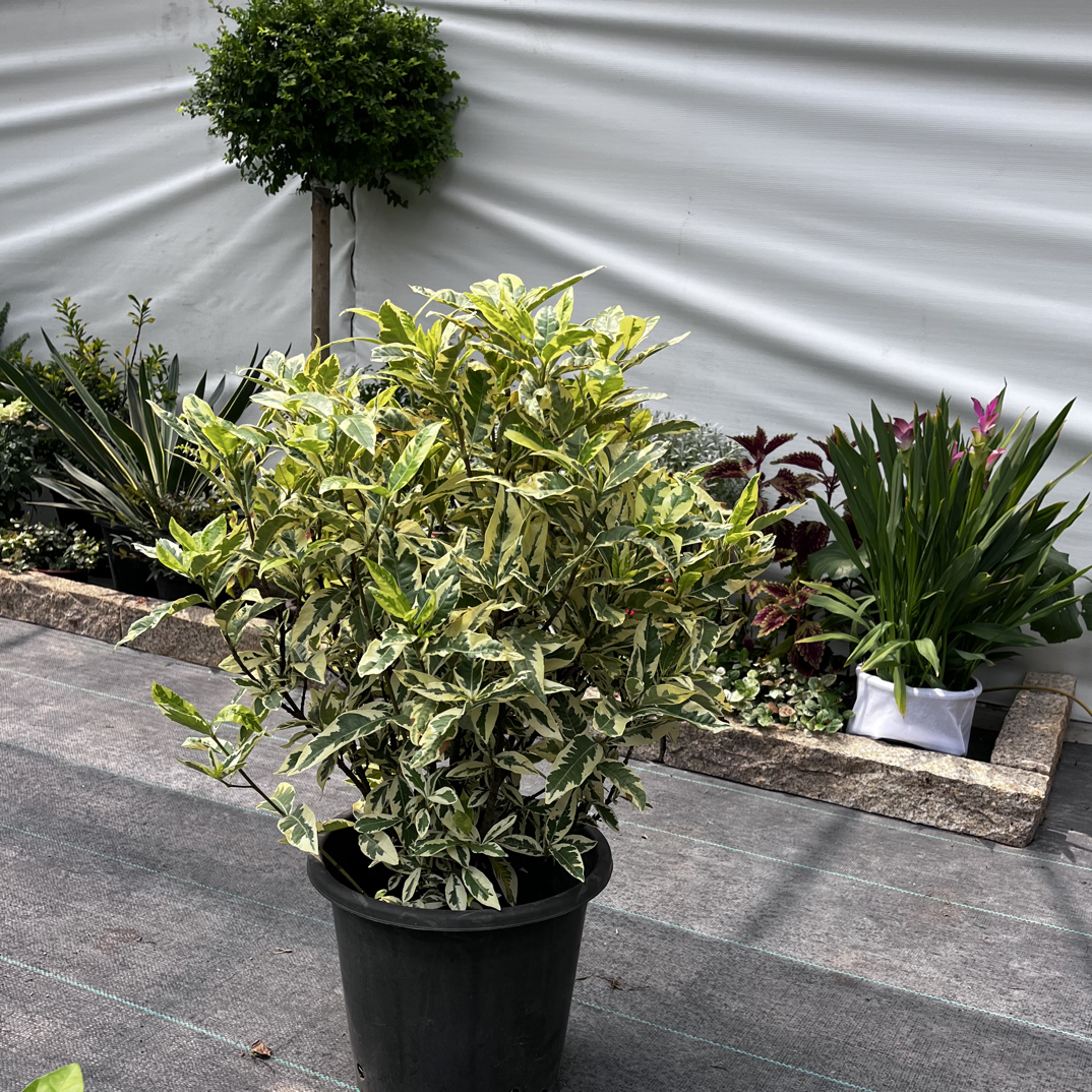 花叶栀子花 耐寒耐热 观叶观花常绿小灌木 盆栽地栽造景植物。