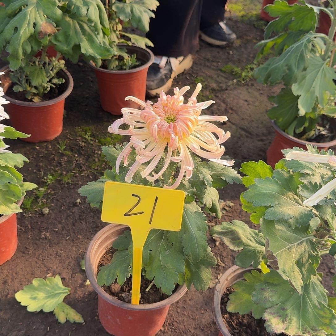 糖***️大部分花苞少量开放21加奈