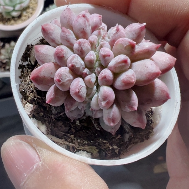 ?**?缀化多肉植物大战僵尸