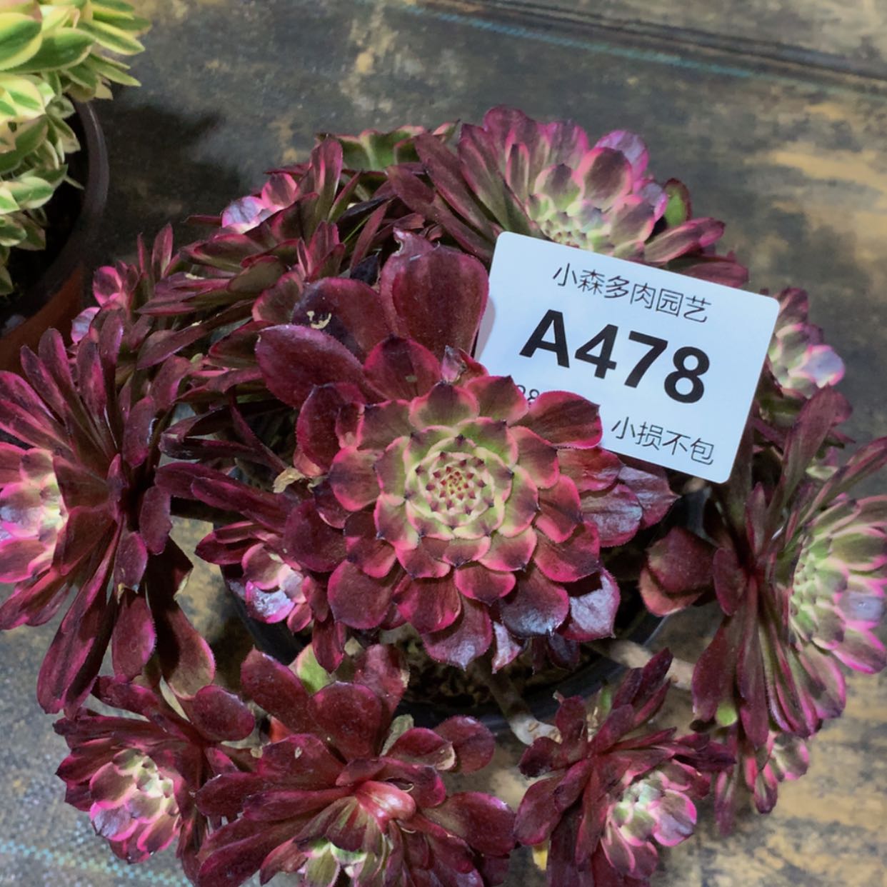 【闪购商品】478水墨有断枝多肉