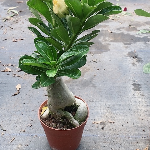 【闪购商品】无花朵兰*