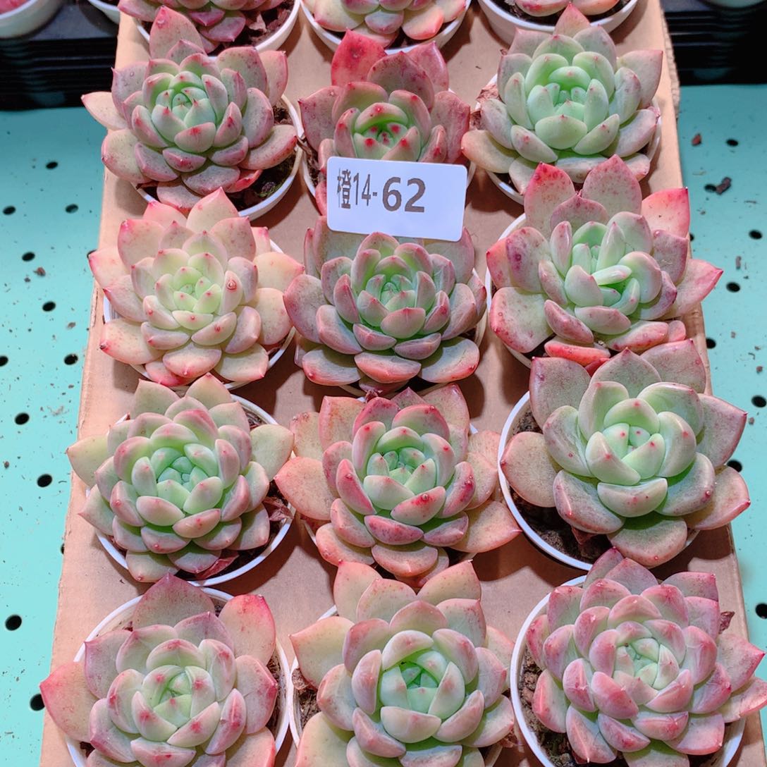 14-62一物一拍多肉带盆18颗