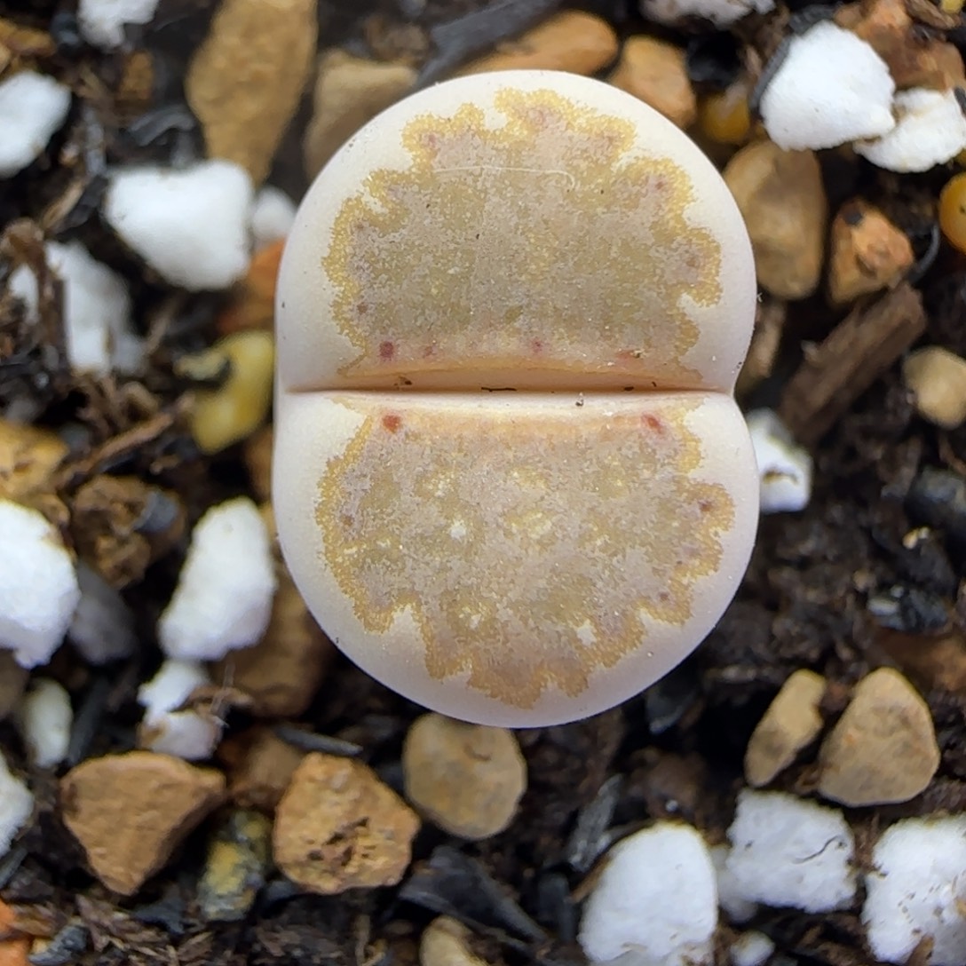 二蜕饼干霜面218福利