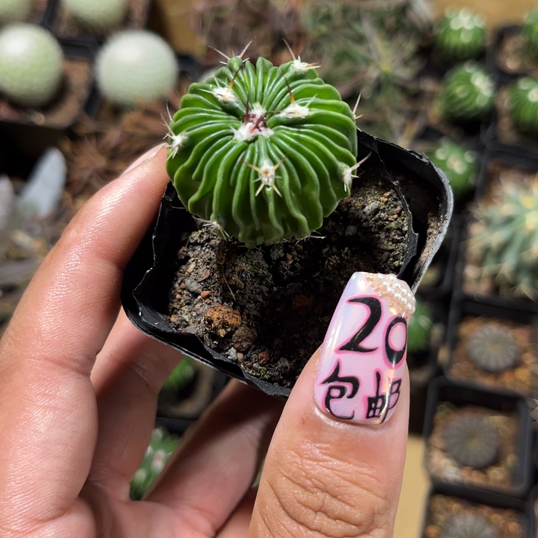 单头辛巴克单头发货单头