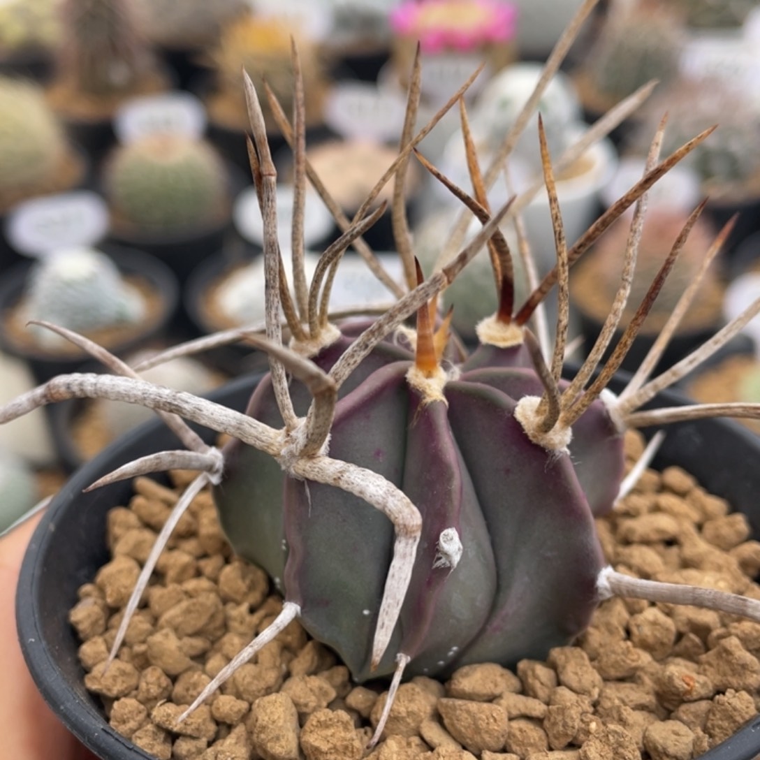 水牛大凤玉         实生根