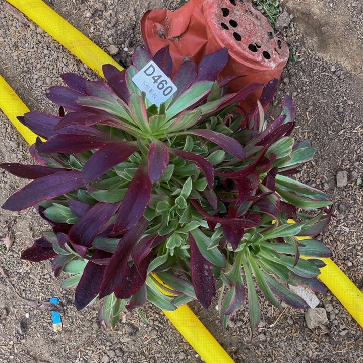 460白婚纱量多肉法师不包断枝