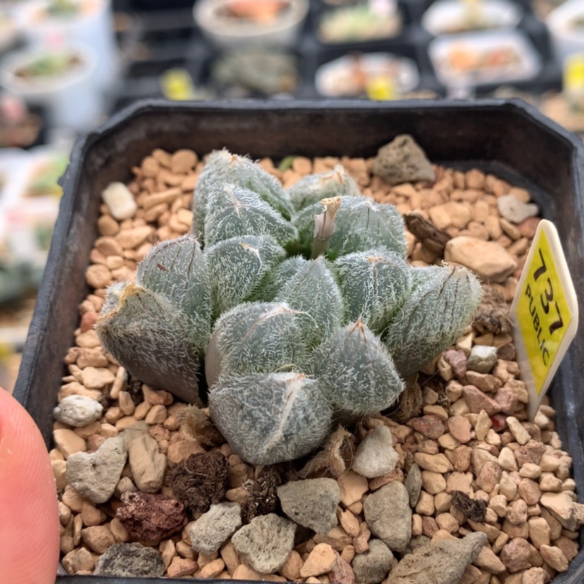 【闪购商品】3**9737梦露