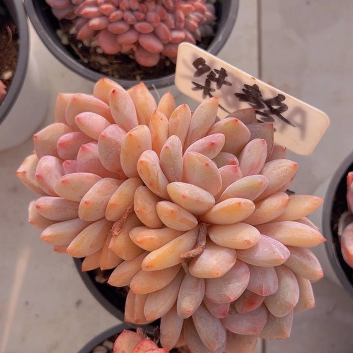 健健康康平平安安