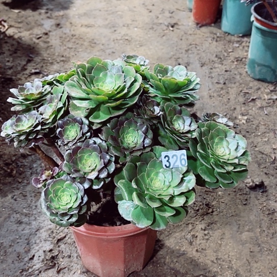 326万圣节老桩法师