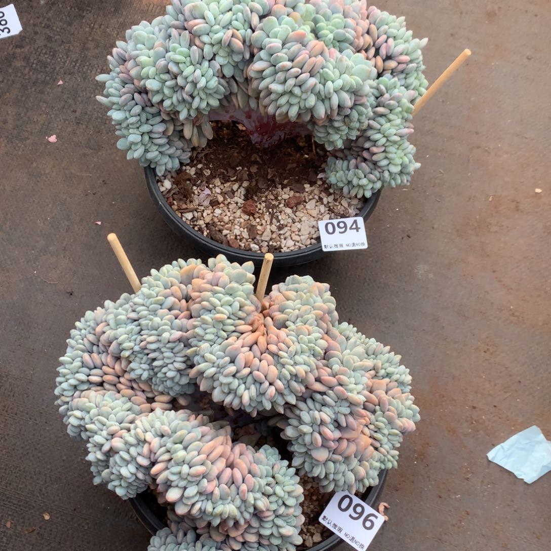 十****094-096号新疆西藏内蒙古不包邮