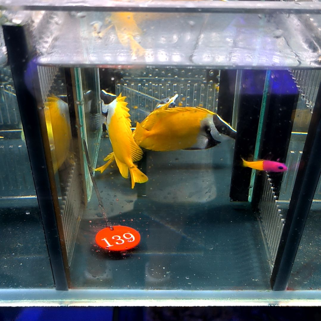 海水鱼黄狐狸11+/6-74-139