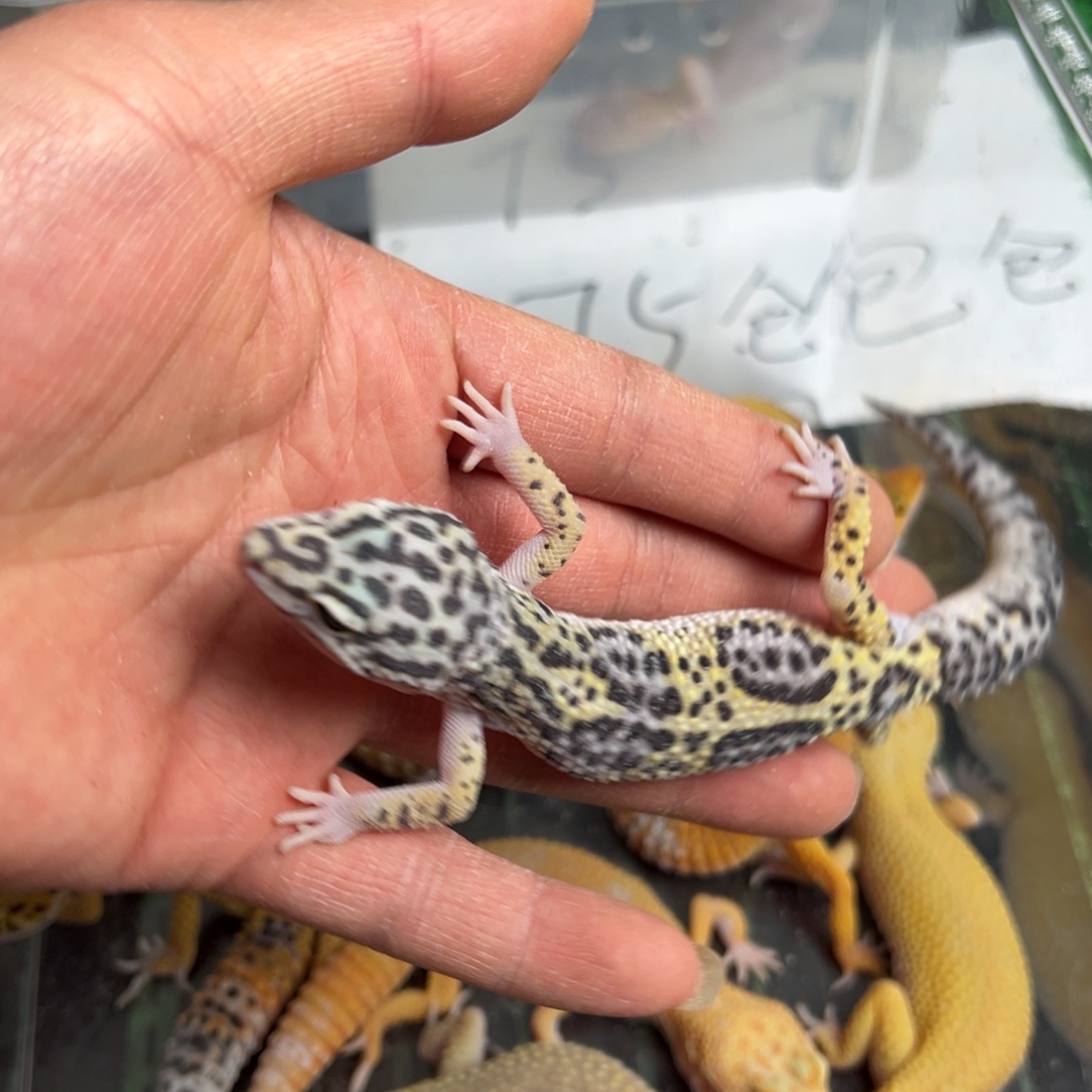 土匪土匪土匪土匪