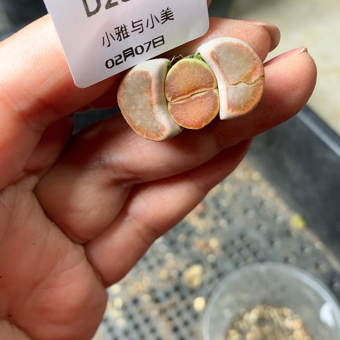 D235多肉植物保护研究所