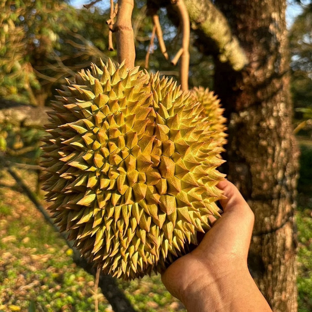 精选【整果发出】软糯口感【顺德同城小时达】新鲜进口空运树熟一级金枕A果核小3.5-6斤金枕泰国越南