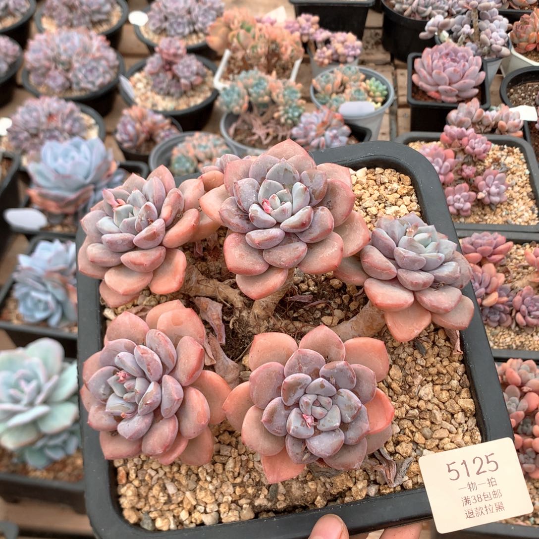 s***又17厘米白鹭 老庄 5125