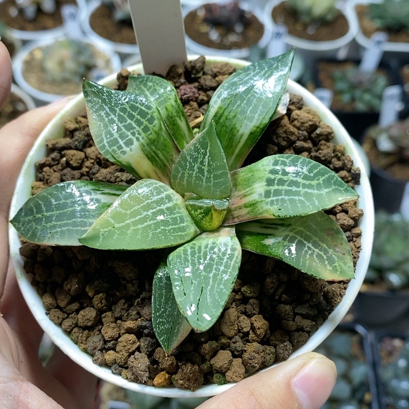 【闪购商品】234萩原