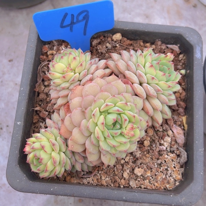 健健康康平平安安