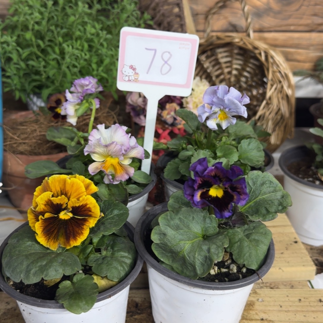 芋***啵无花朵1205 抖音78组4棵