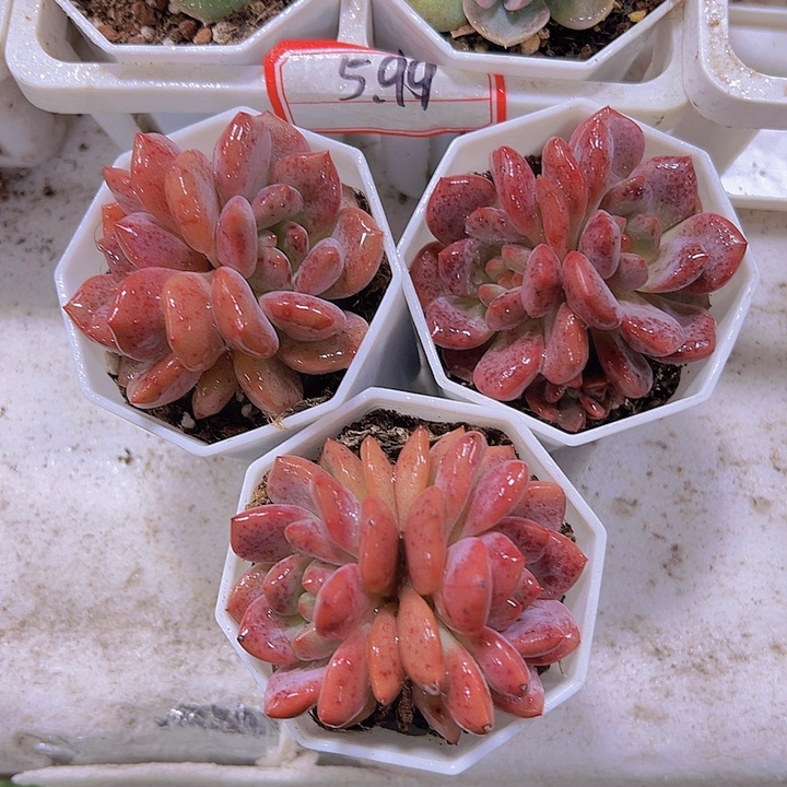 双头爱丽儿19包邮