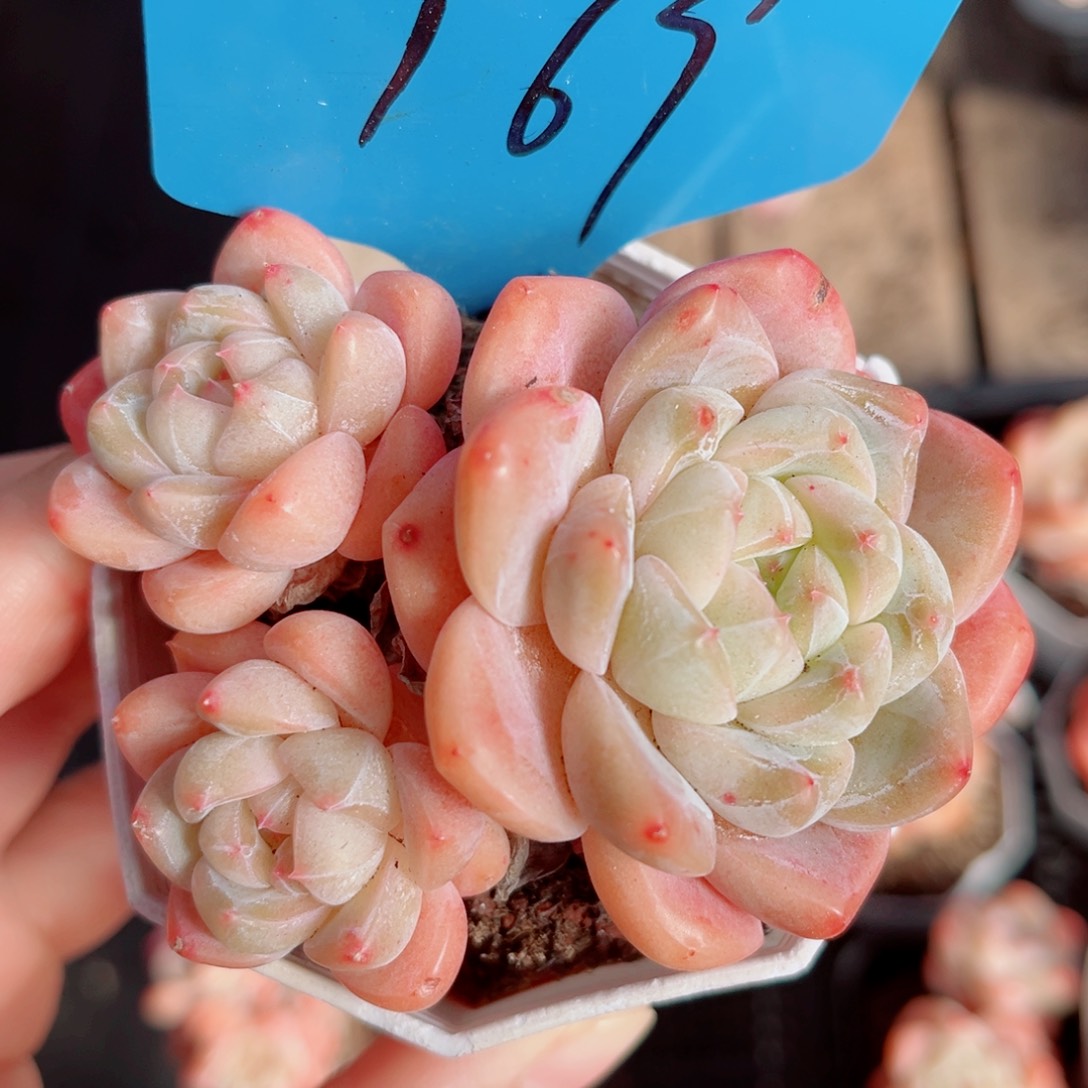 169号小老桩糖心群