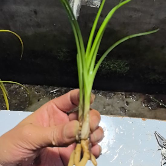 完全开放莲瓣兰荷瓣引种