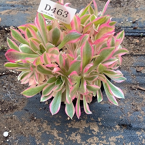 463女神拉丝多肉有砍无售后