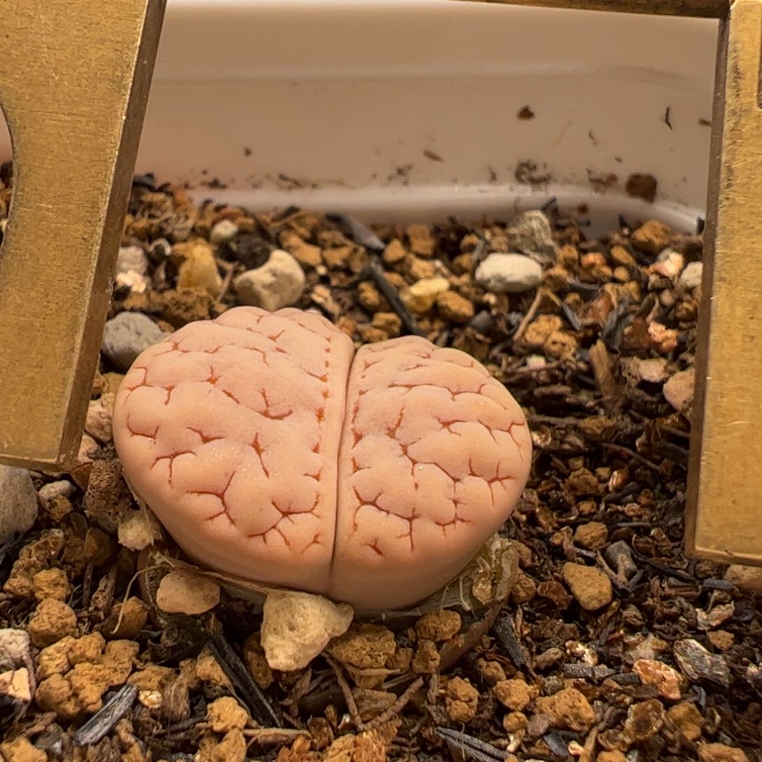 粉荒多肉植物百科