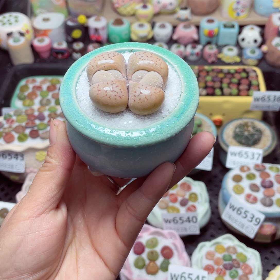 w6551 带盆土发货-零下地区拍保温箱