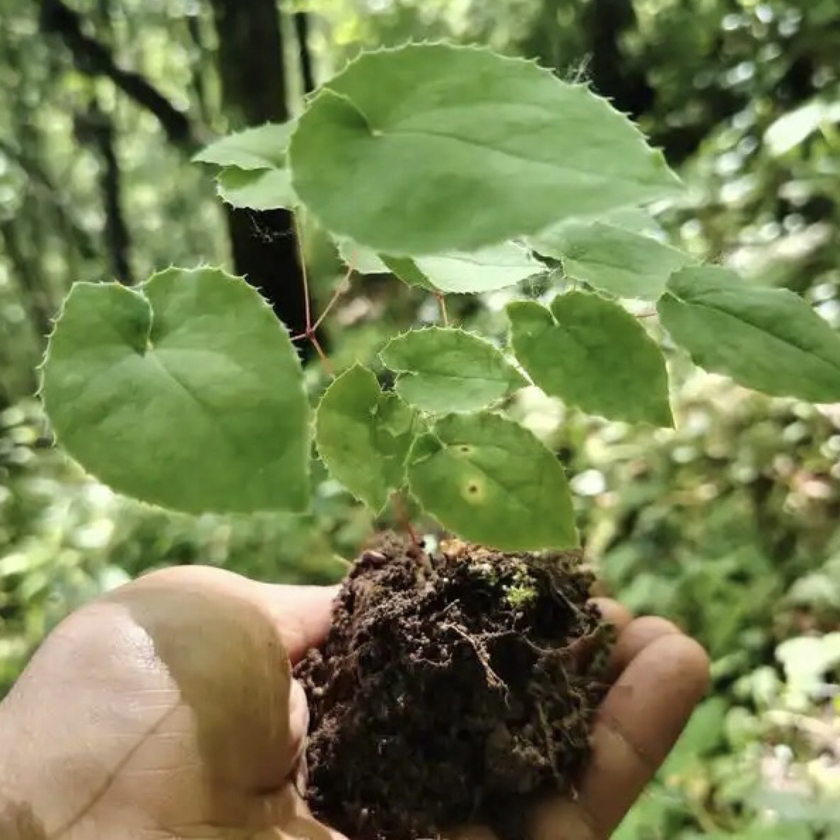 甘肃岷县产地野生三枝九叶草