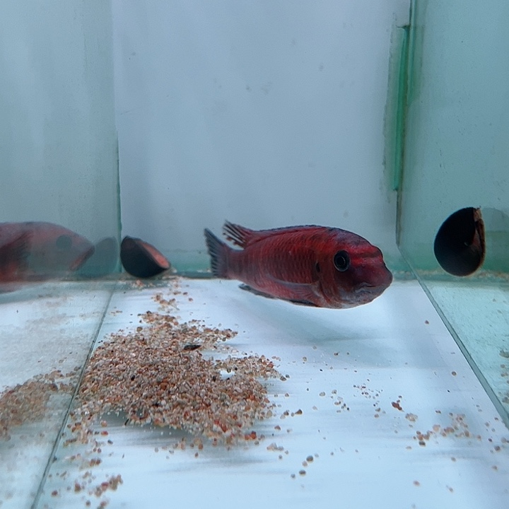 j***y海水鱼两条鱼套餐专拍