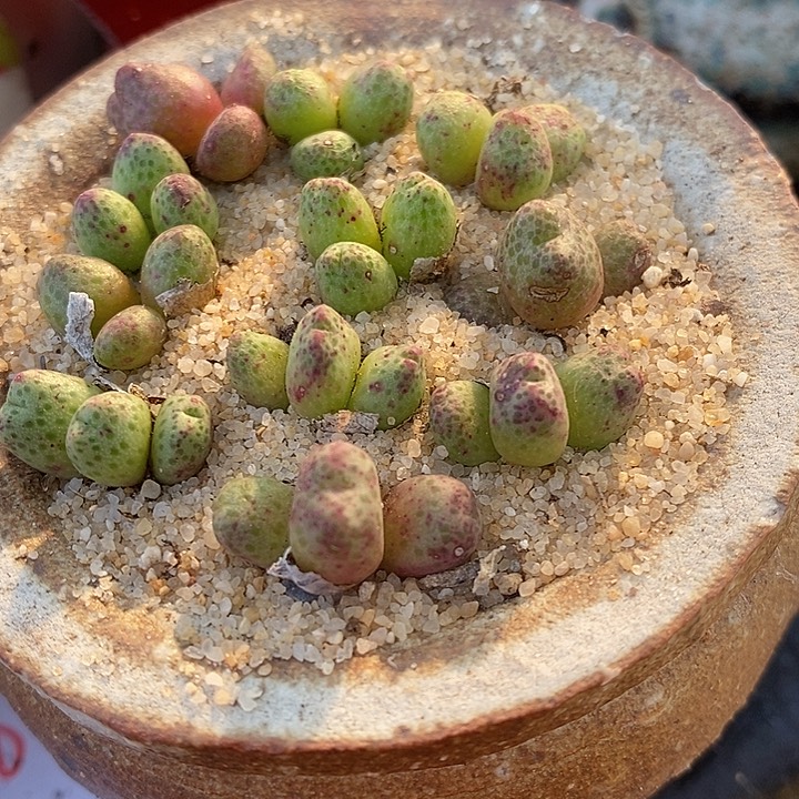 3头955D斑马一群。    