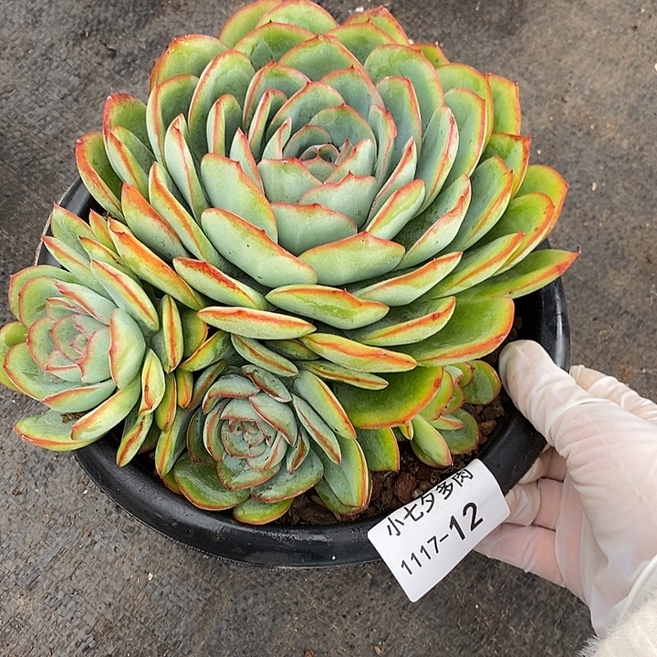 小七夕多肉晨露12