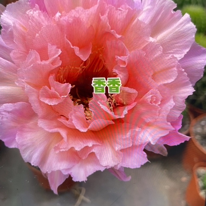 彩草2549号6.5公分左右