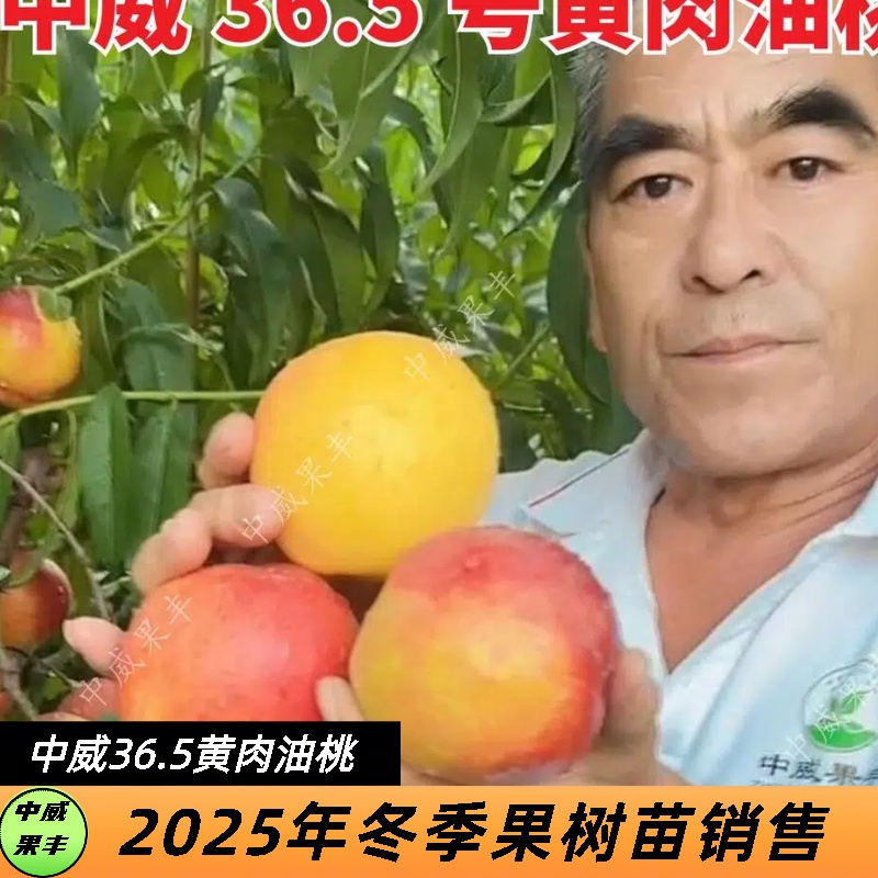 中威36.5号黄肉油桃 7月上中旬成熟 酥脆型浓香浓甜风味独特