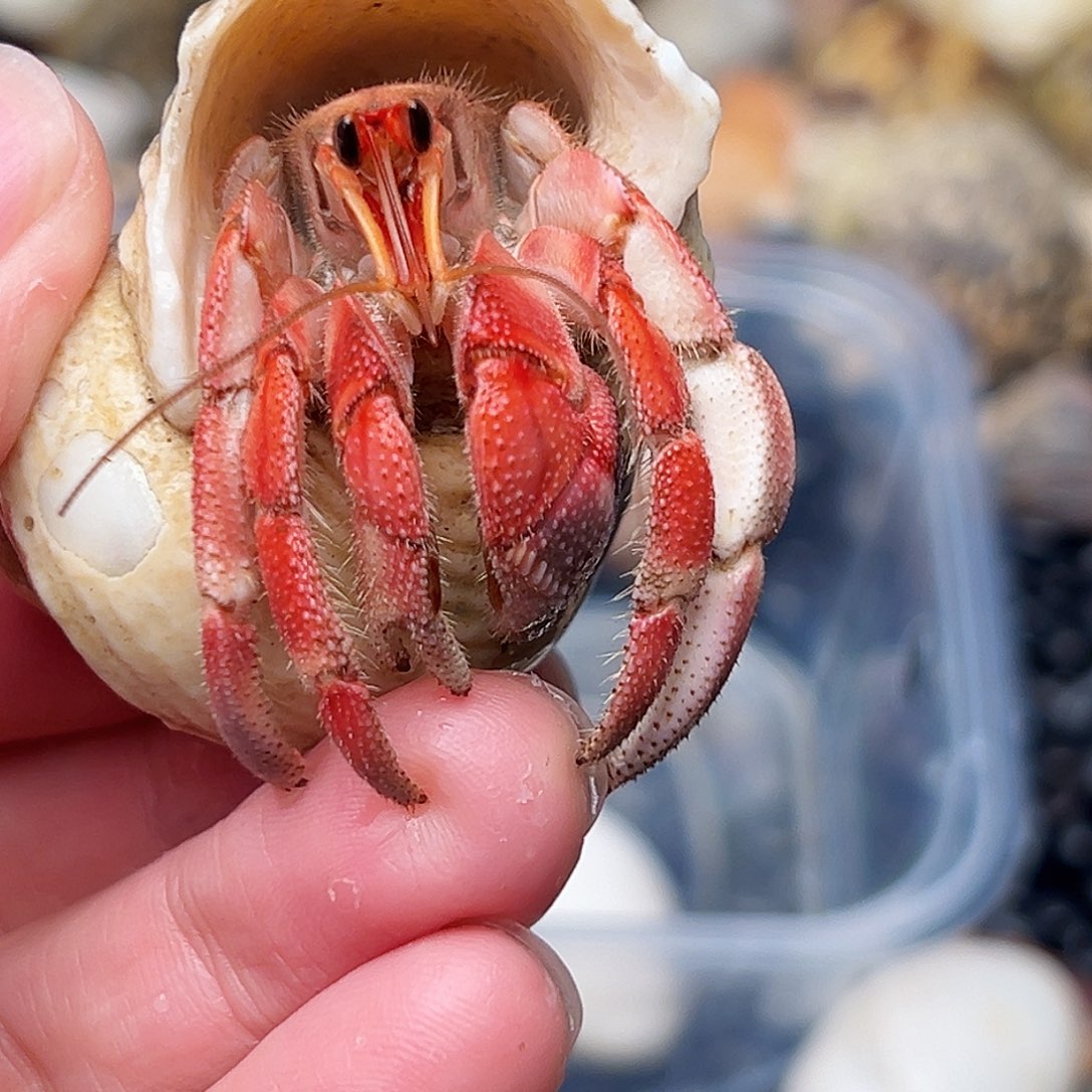 2.3口通体满背西瓜红