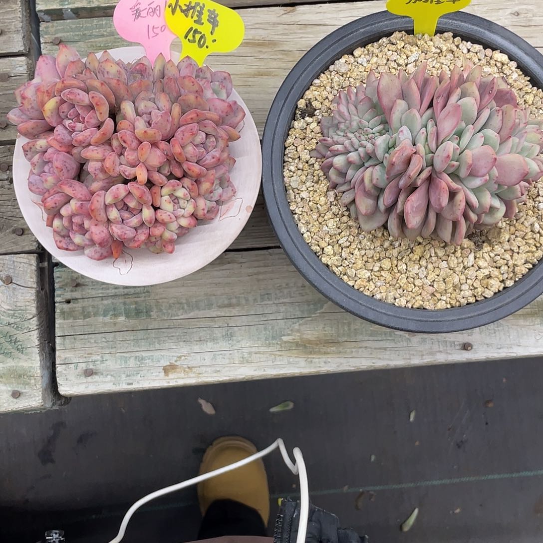 ᥫ****爱丽儿两个。       