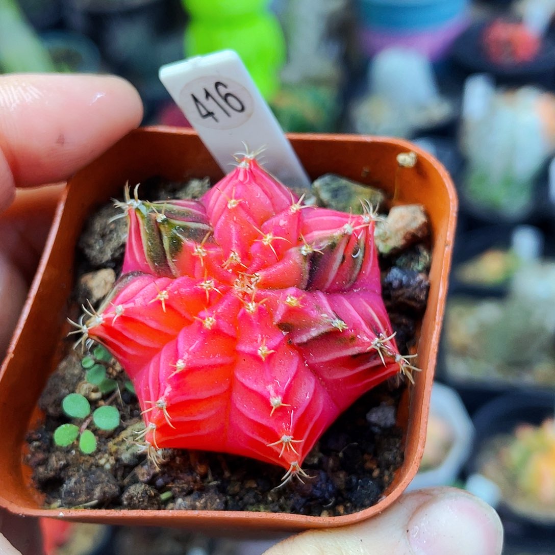 非偏远地区满25包邮仙人球