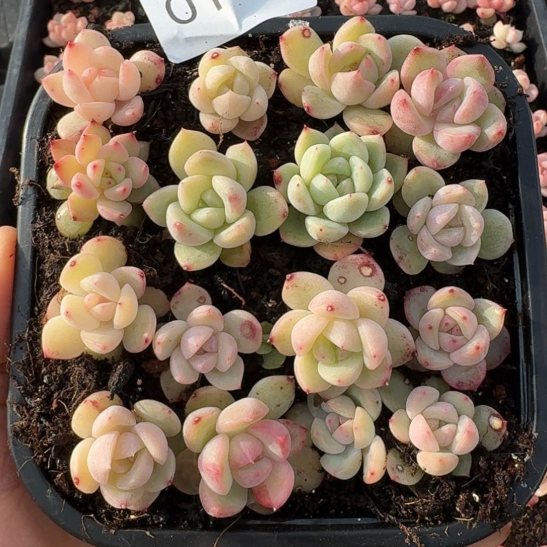 杂交新品珍妮多肉112