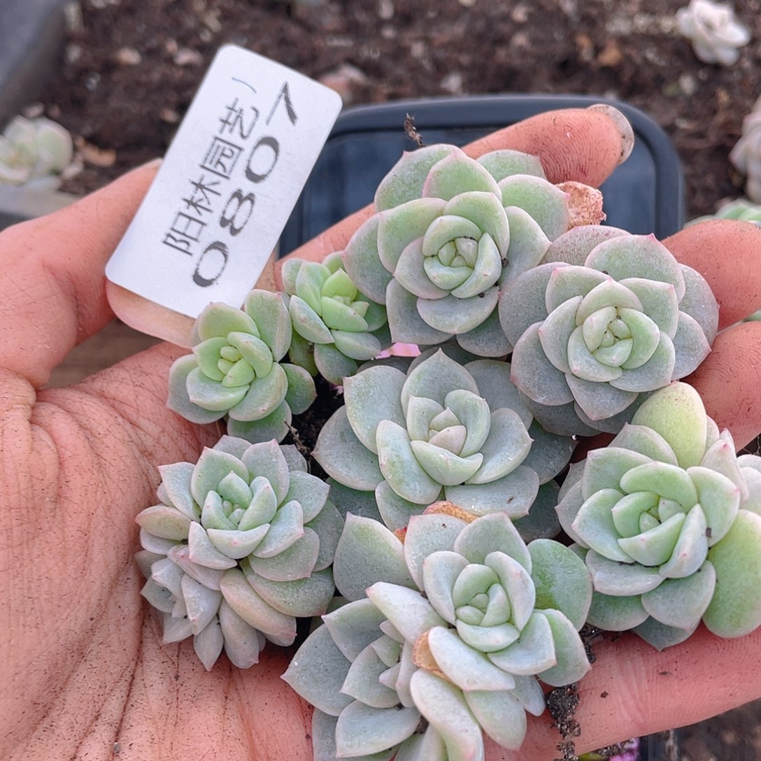 多肉植物多肉植物807