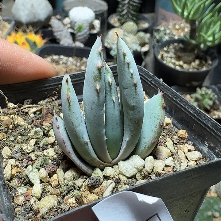 451柏加芦荟脱土发货